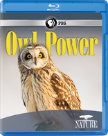 Nature: Owl Power (Blu-ray Movie)