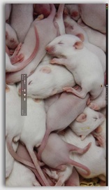 Rat Film (Blu-ray Movie)